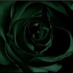 Meet your Posher, Makaylee